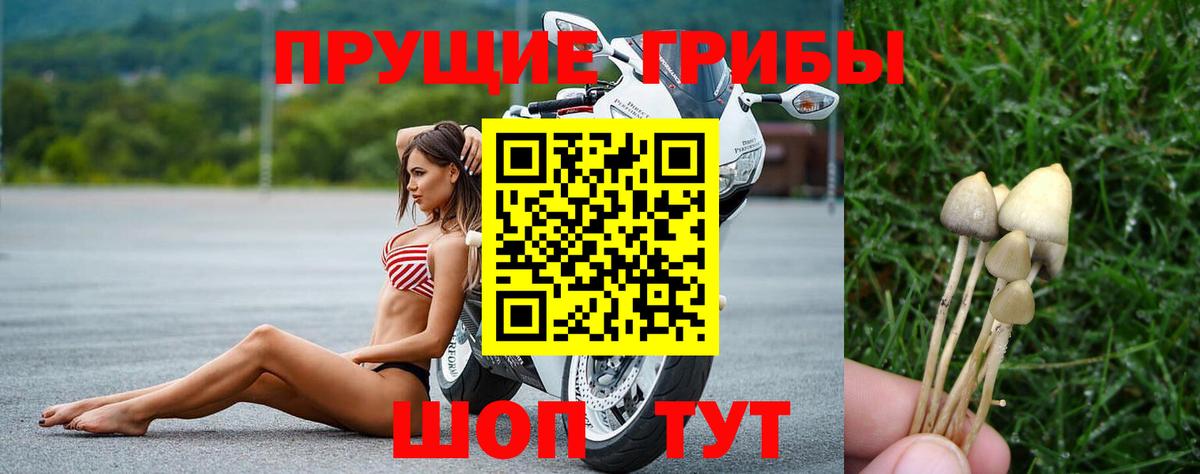 Галлюциногенные грибы Psilocybe  Вход с VPN  Череповец 